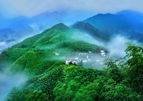 浙江龙泉以“四链”融合推动丛林“四库”联动