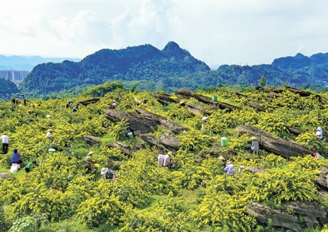 沉庆秀山：一朵山银花，开放19亿元综合产值